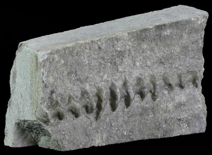 Archimedes Screw Bryozoan Fossil - Missouri #68673